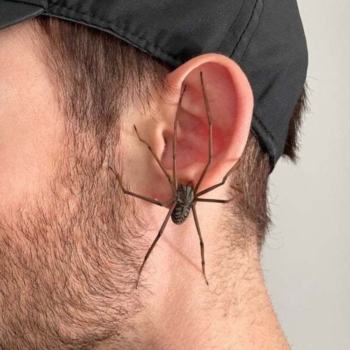 Halloween spider stud earrings - halloween,
